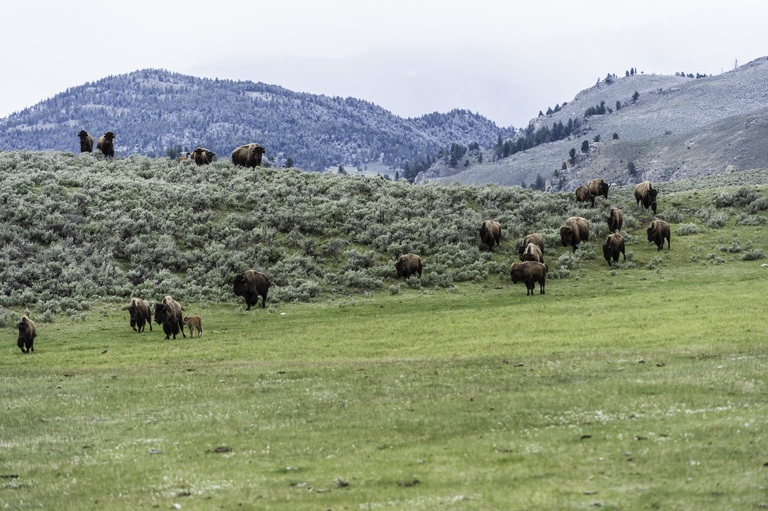 Image of American Bison