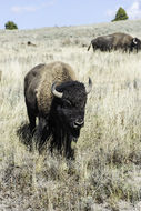 Image of American Bison