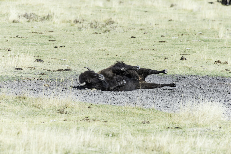 Image of American Bison