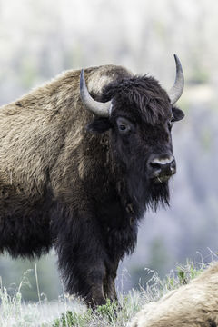 Image of American Bison