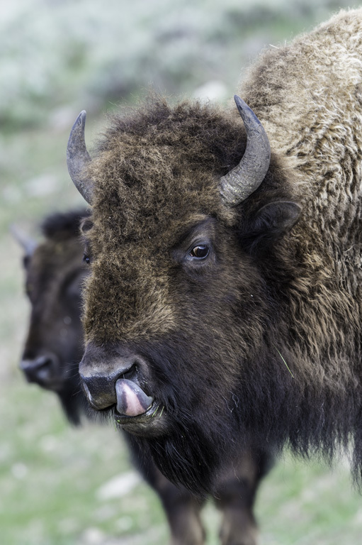 Image of American Bison