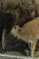 Image of American Bison