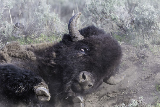 Image of American Bison