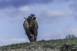 Image of American Bison