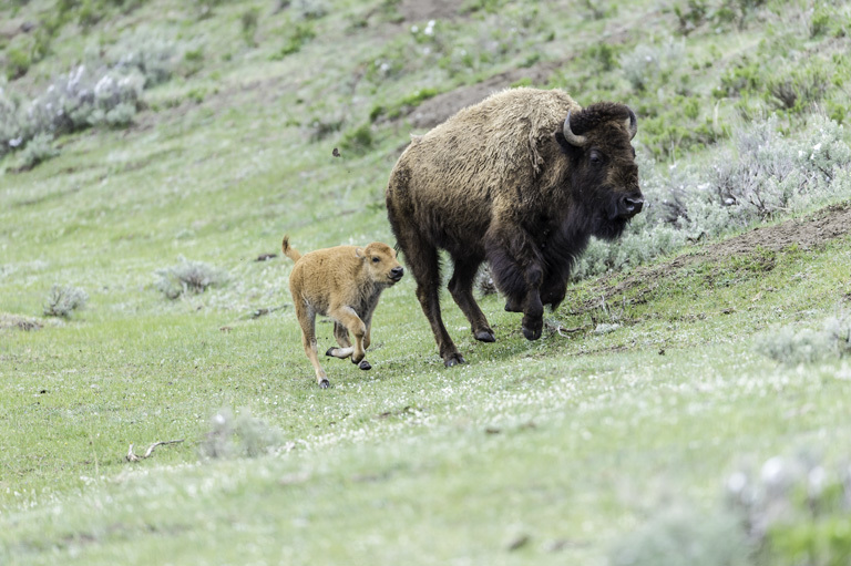 Image of American Bison