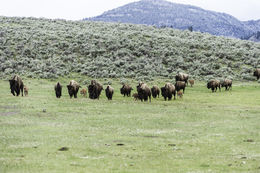 Image of American Bison