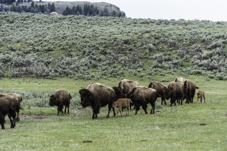 Image of American Bison