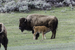 Image of American Bison