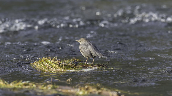 Image of American Dipper