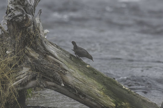 Image of American Dipper