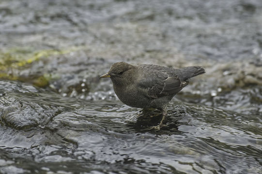 Image of American Dipper