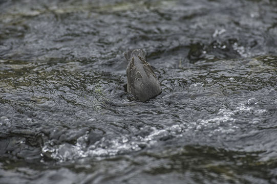 Image of American Dipper