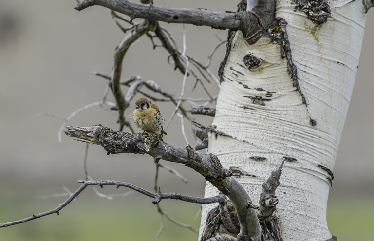 Image of American Kestrel