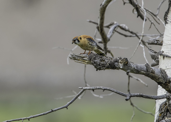 Image of American Kestrel