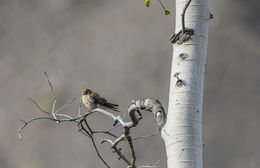 Image of American Kestrel