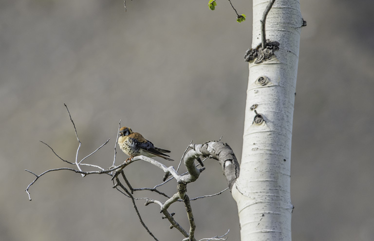 Image of American Kestrel