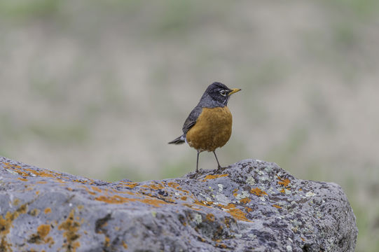 Image of American Robin