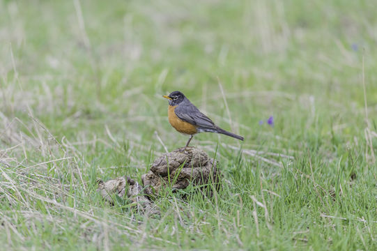 Image of American Robin