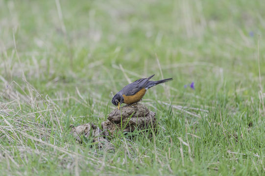 Image of American Robin