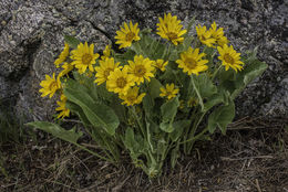 Image of arrowleaf balsamroot