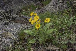 Image of arrowleaf balsamroot