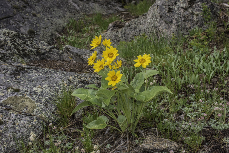 Image of arrowleaf balsamroot