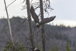 Image de Pygargue à tête blanche