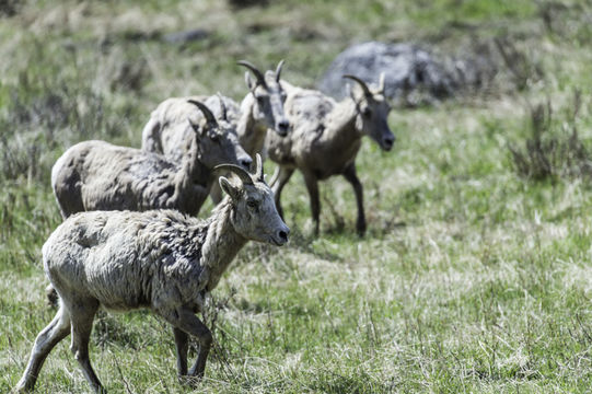 Image of bighorn sheep