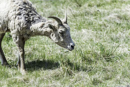 Image of bighorn sheep