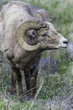 Image of bighorn sheep