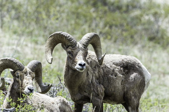 Image of bighorn sheep