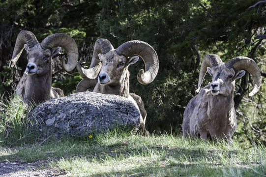 Image of bighorn sheep