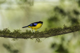 Image of Blue-winged Mountain Tanager