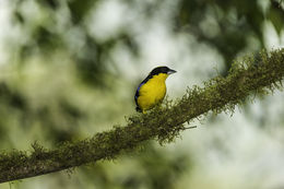 Image of Blue-winged Mountain Tanager