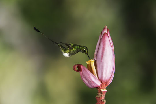 Image of Booted Racket-tail