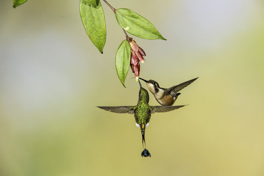 Plancia ëd Ocreatus underwoodii (Lesson & R 1832)