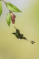 Image of Booted Racket-tail