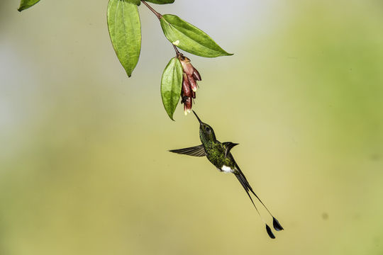 Image of Booted Racket-tail