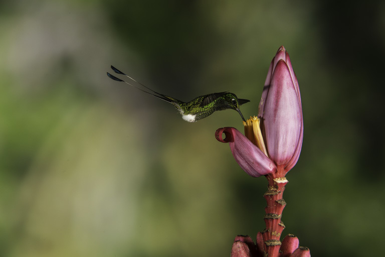Image of Booted Racket-tail