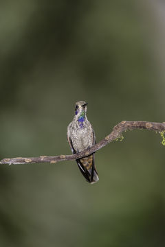 Image of Brown Violet-ear