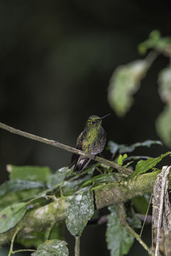 Image of Buff-tailed Coronet