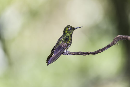 Image of Buff-tailed Coronet