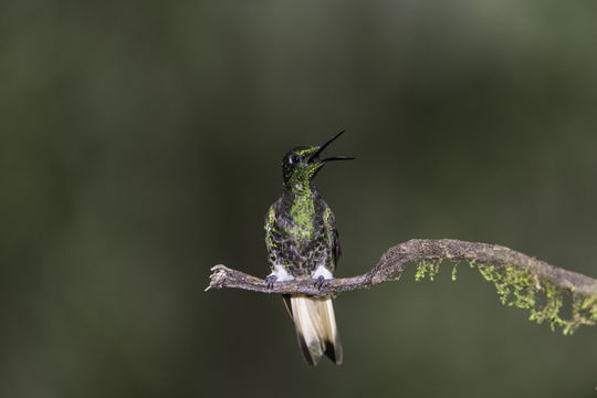 Image of Buff-tailed Coronet