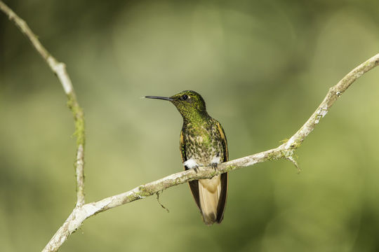 Image of Buff-tailed Coronet