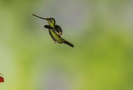 Image of Buff-winged Starfrontlet