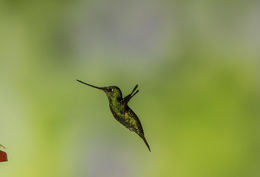 Image of Buff-winged Starfrontlet