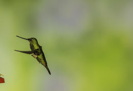 Image of Buff-winged Starfrontlet