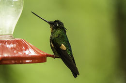 Image of Buff-winged Starfrontlet