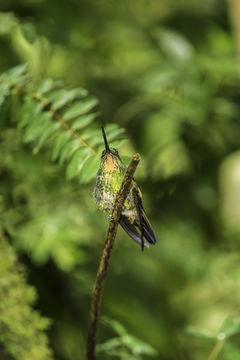 Слика од Coeligena lutetiae (Delattre & Bourcier 1846)