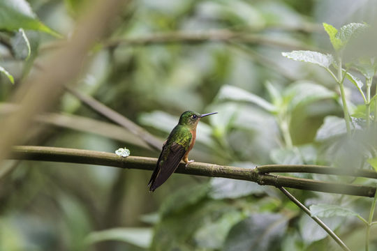 Image of Chestnut-breasted Coronet